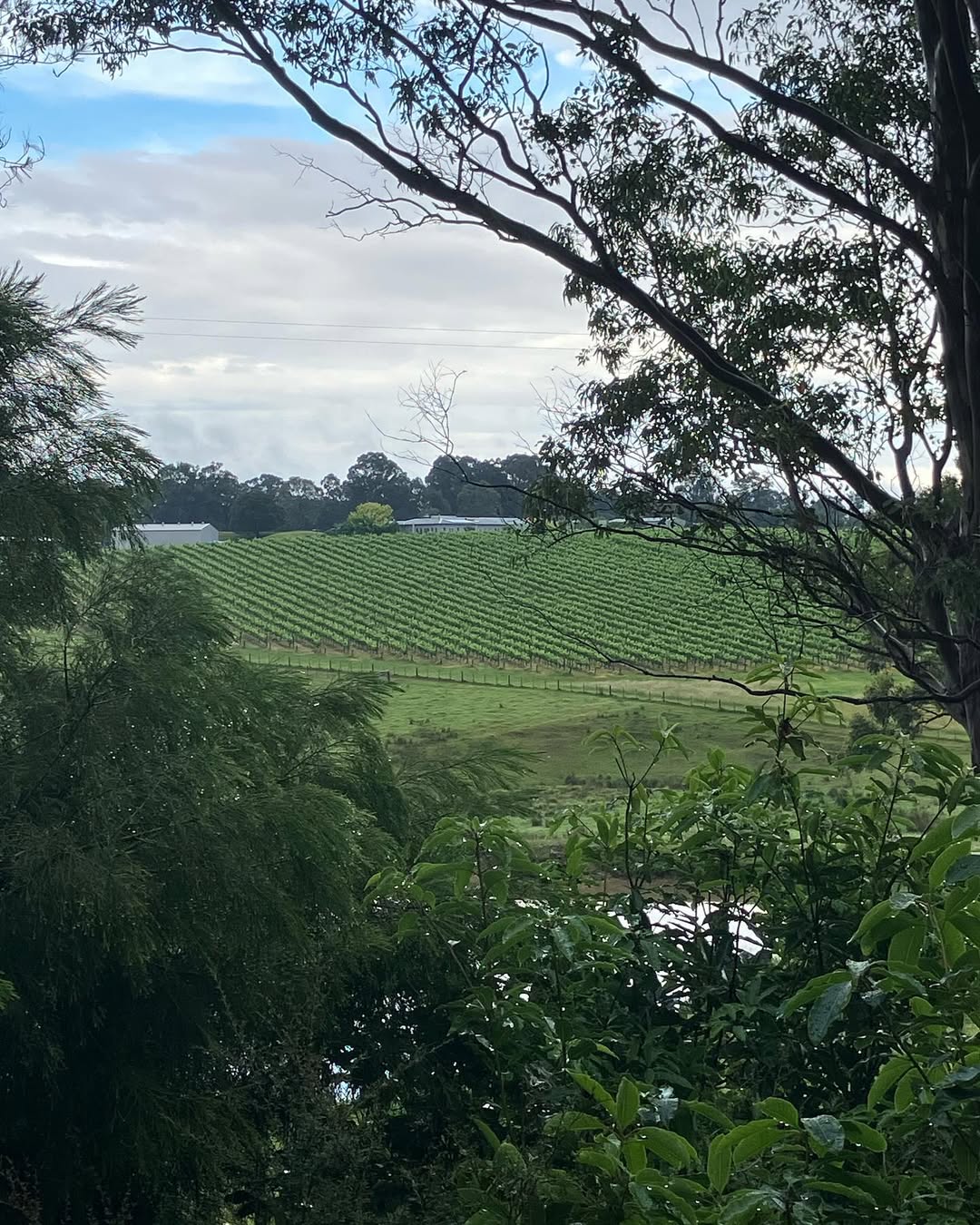 Tambo Winery Gallery